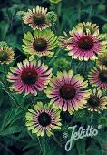 Echinacea Green Twister